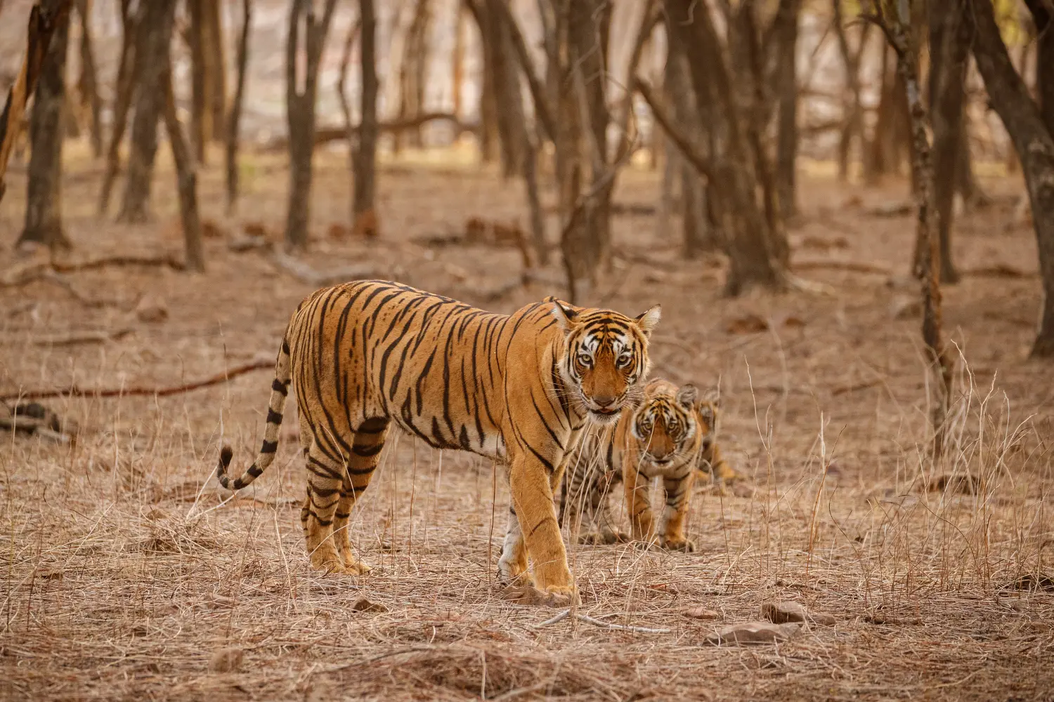 Golden-Triangle-with-Ranthambore-img